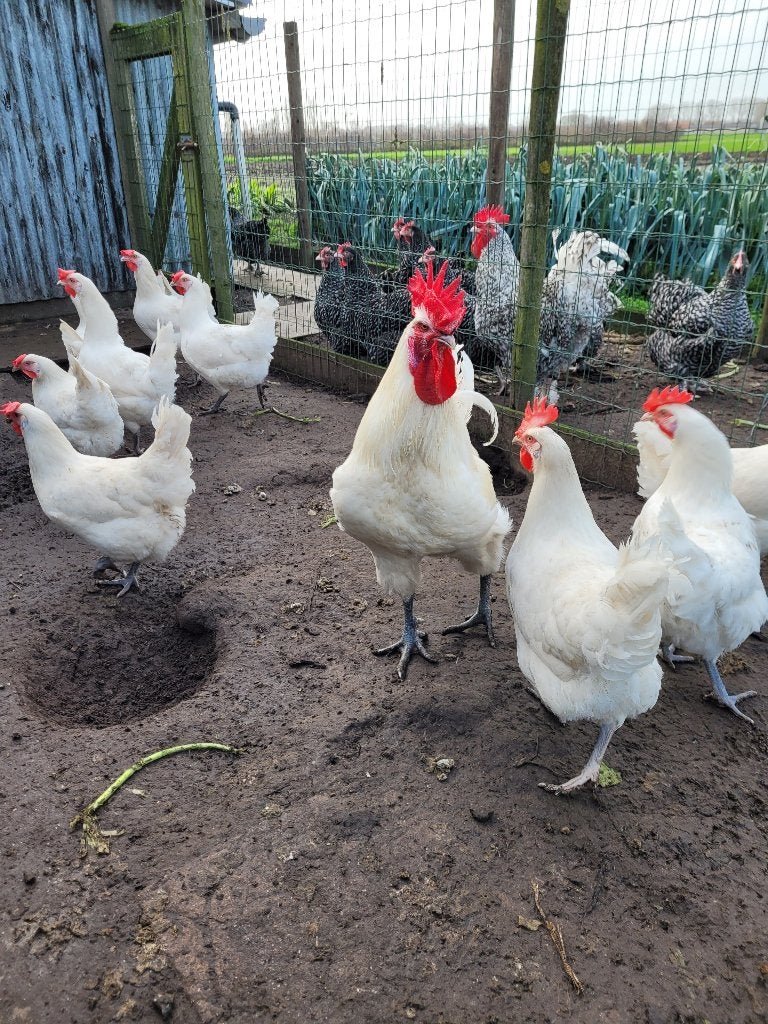 Broedeieren Poule de Bresse, Dieren en Toebehoren, Pluimvee