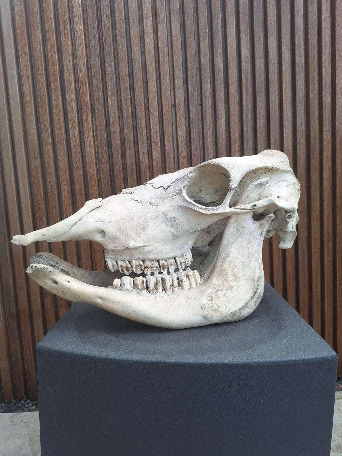 oude schedel van een koe, Ophalen, Boerderijdier, Schedel