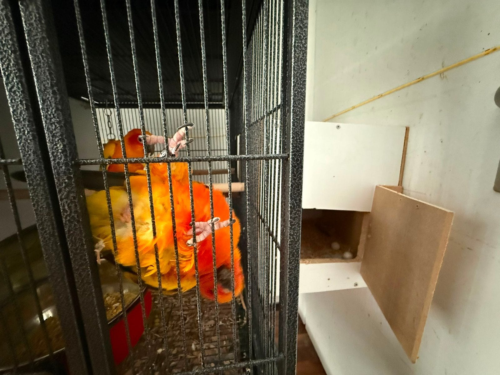 zonparkieten koppel, Dieren en Toebehoren