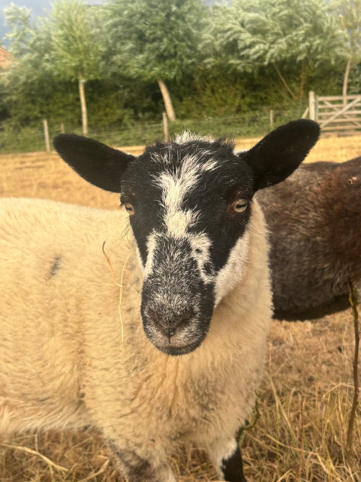 Kruising herdwick x Kerry Hil april 2026 ram en ooi