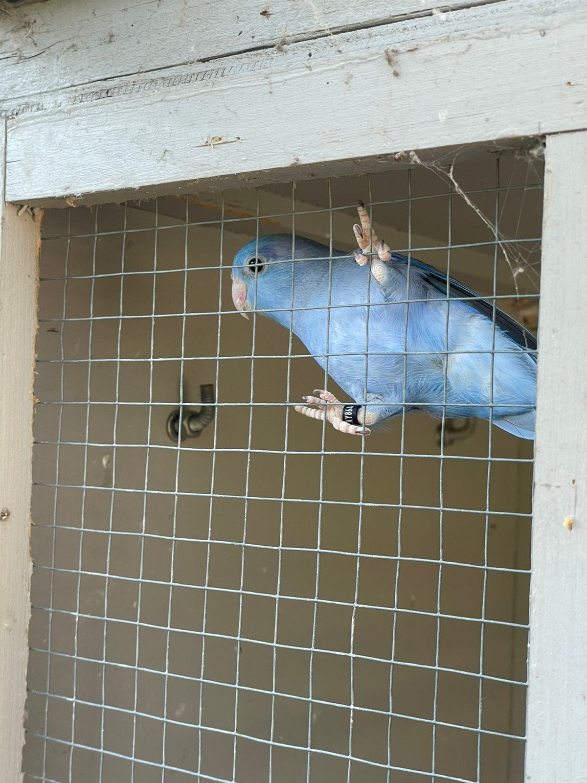 Forpus coelestis
