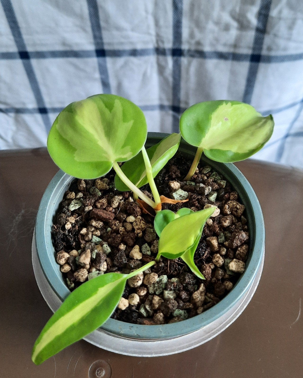 philodendron brasil stekje, Ophalen, Overige soorten, Halfschaduw, In pot