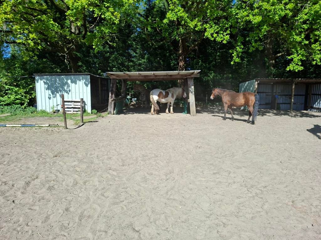 Plaats op weide te Wommelgem, Dieren en Toebehoren, Stalling en Weidegang