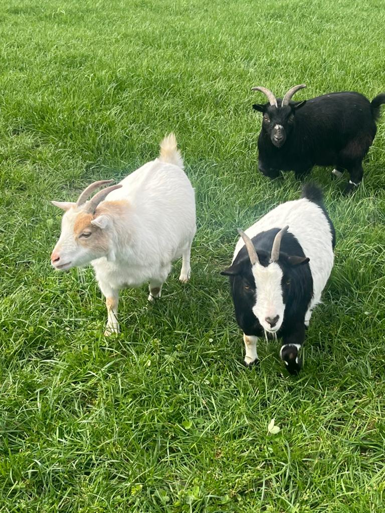 2 super lieve en aanhankelijke geitjes, Animaux & Accessoires, Femelle, Chèvre, 3 à 5 ans