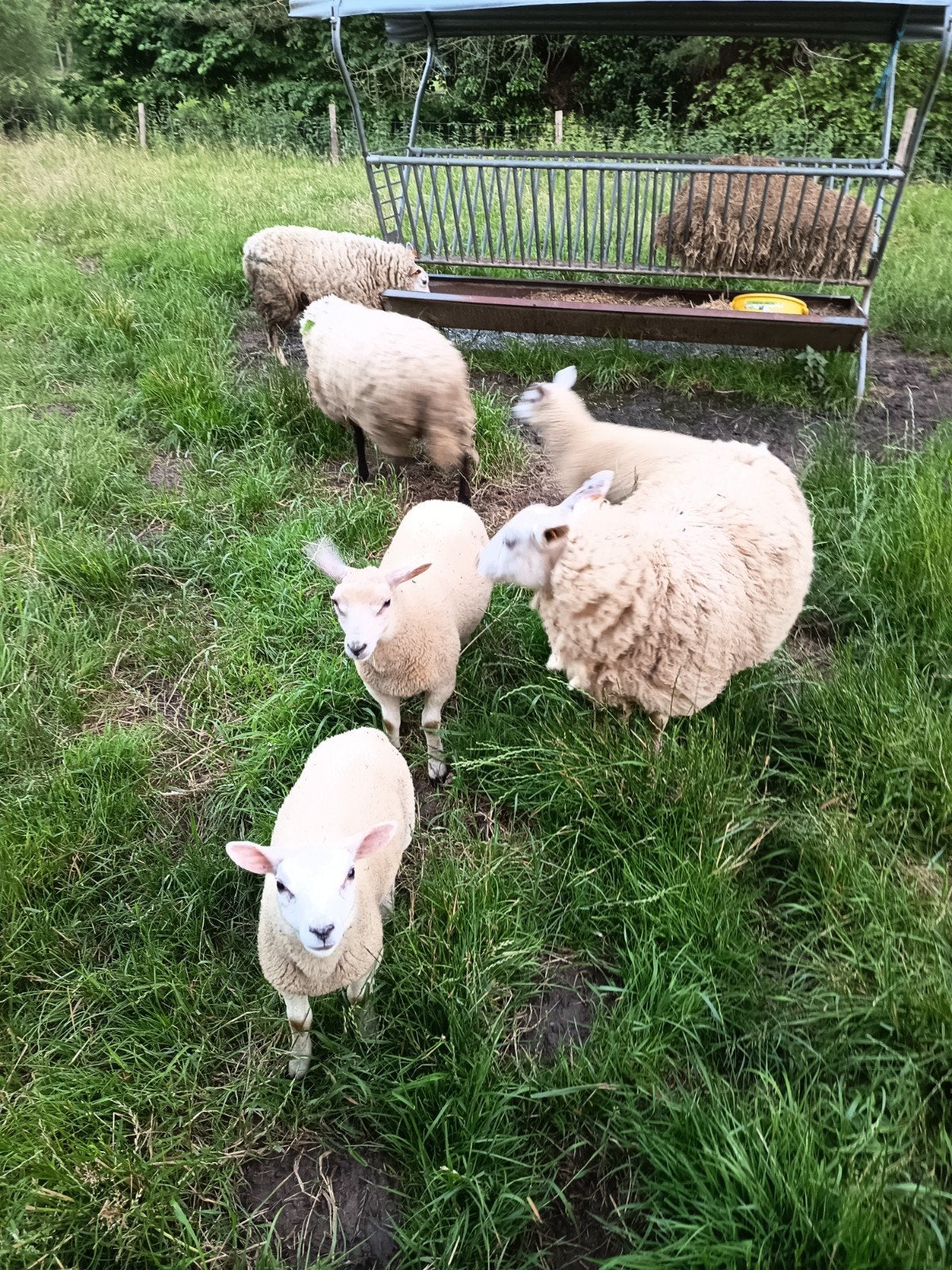 3 ooien met lam, Dieren en Toebehoren