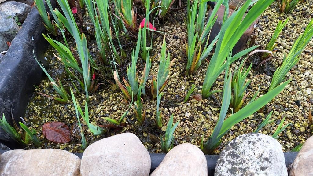 Vijverplanten, Tuin en Terras, Planten | Tuinplanten, Ophalen, Vijverplanten