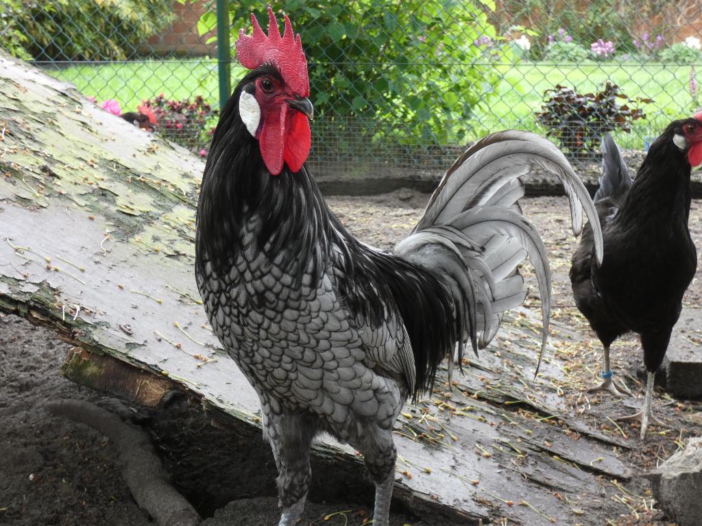 haan andalusier, Dieren en Toebehoren