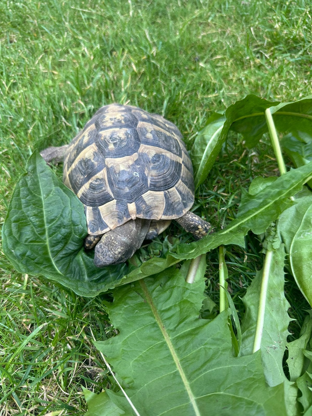 Tortue grecque testudo hermanni, Tortue