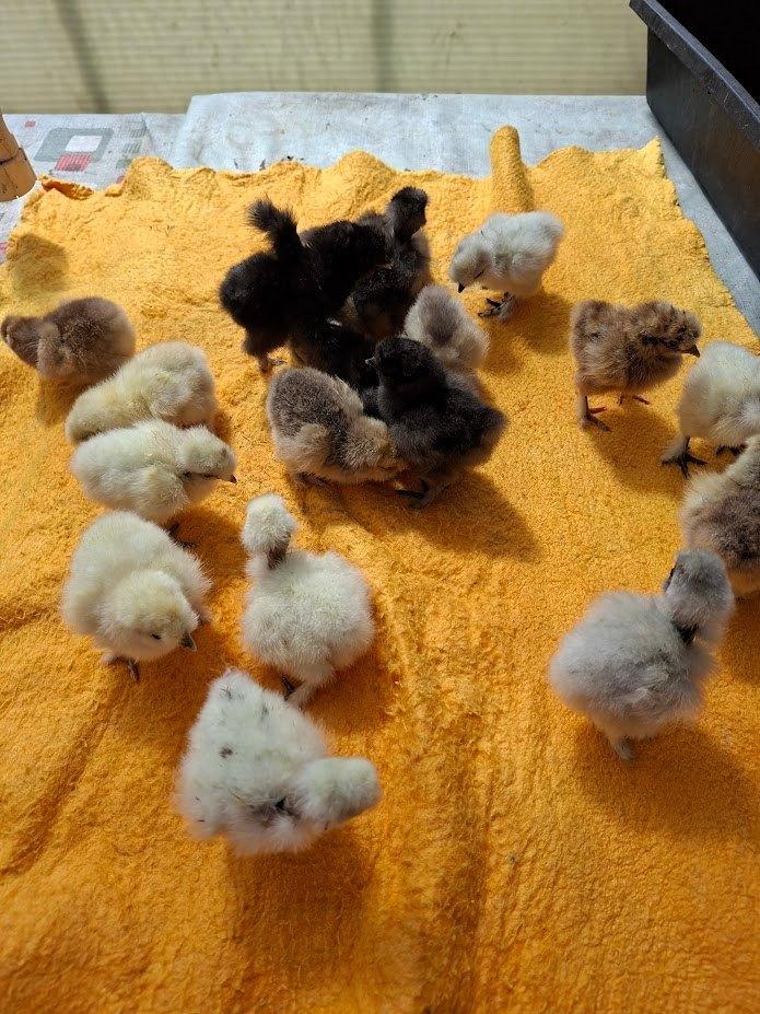 poussins de volaille à soie, Sexe inconnu, Poule ou poulet
