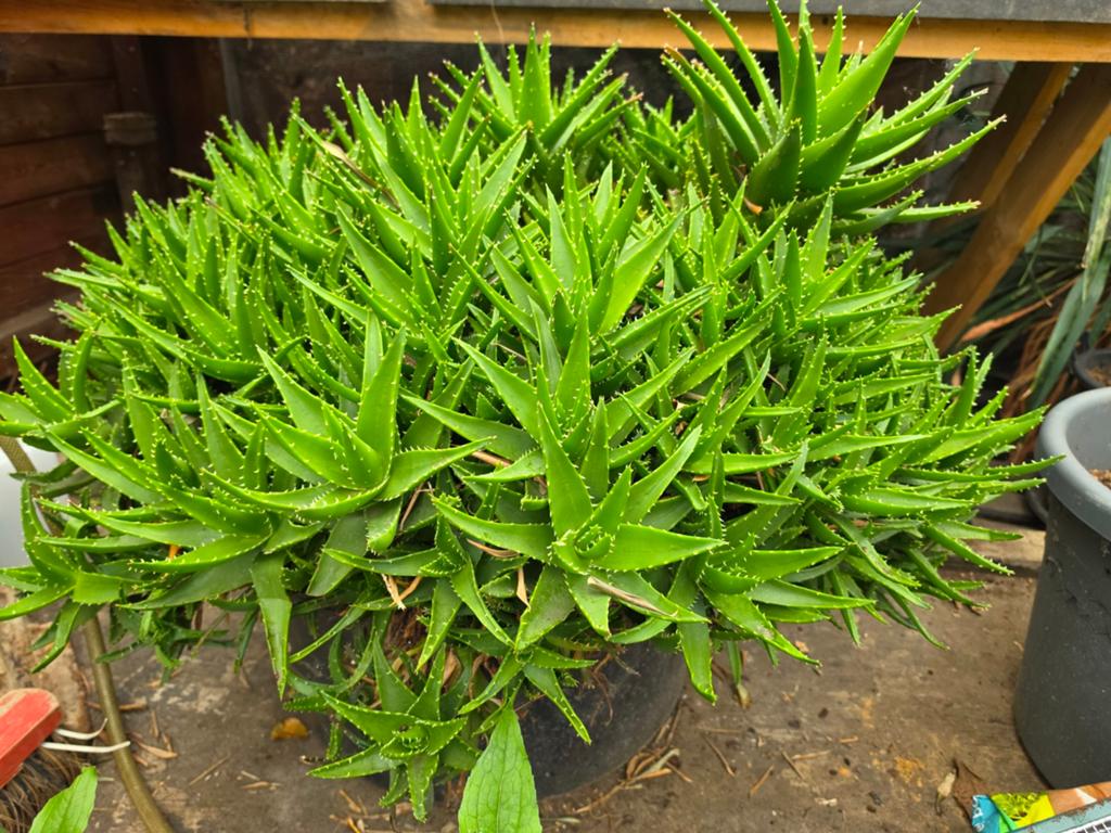 Aloë perfoliata, Enlèvement