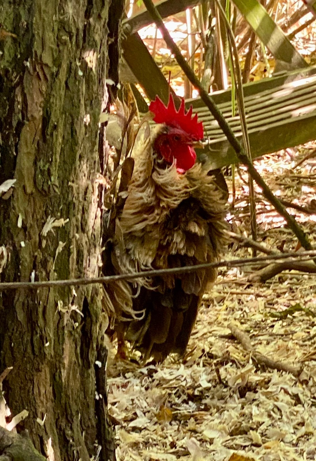 Serama en krulveer haantjes, Mâle, Poule ou poulet
