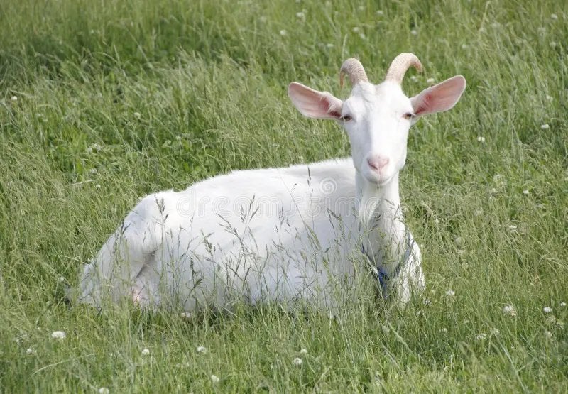 OPZOEK KIKO GEITEN, Dieren en Toebehoren, Schapen, Geiten en Varkens, Vrouwelijk, Geit, 0 tot 2 jaar