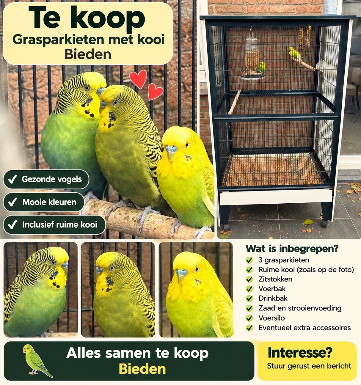 Grasparkieten met kooi, Mâle, Perruche, Domestique