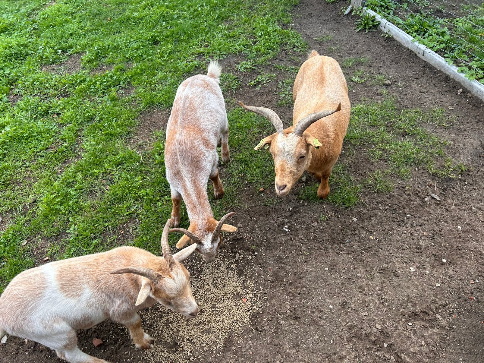 Te koop 3 geitjes, Dieren en Toebehoren