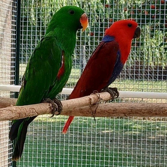 Koppel NG edelpapegaaien, Bagué