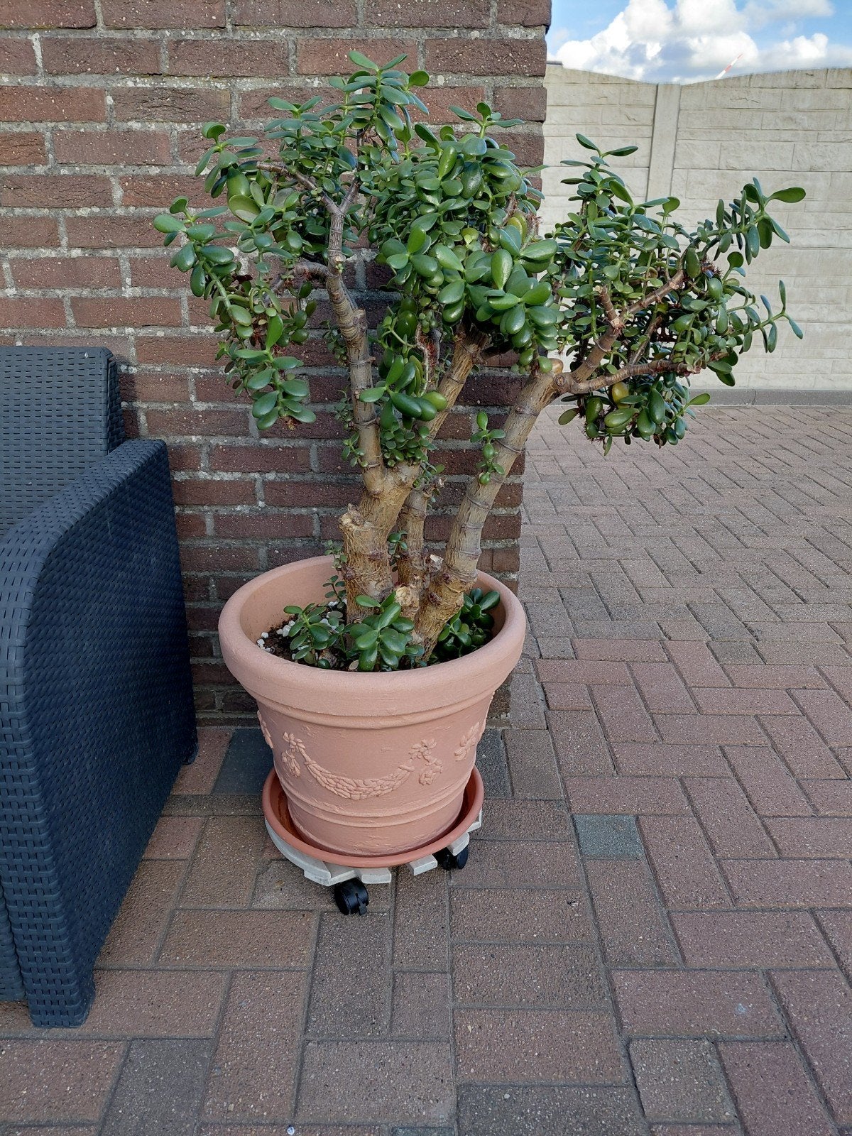Geldboom te koop, Ophalen