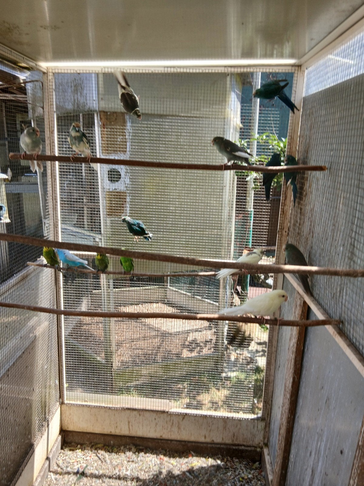 Kakarikis, Dieren en Toebehoren, Vogels | Parkieten en Papegaaien