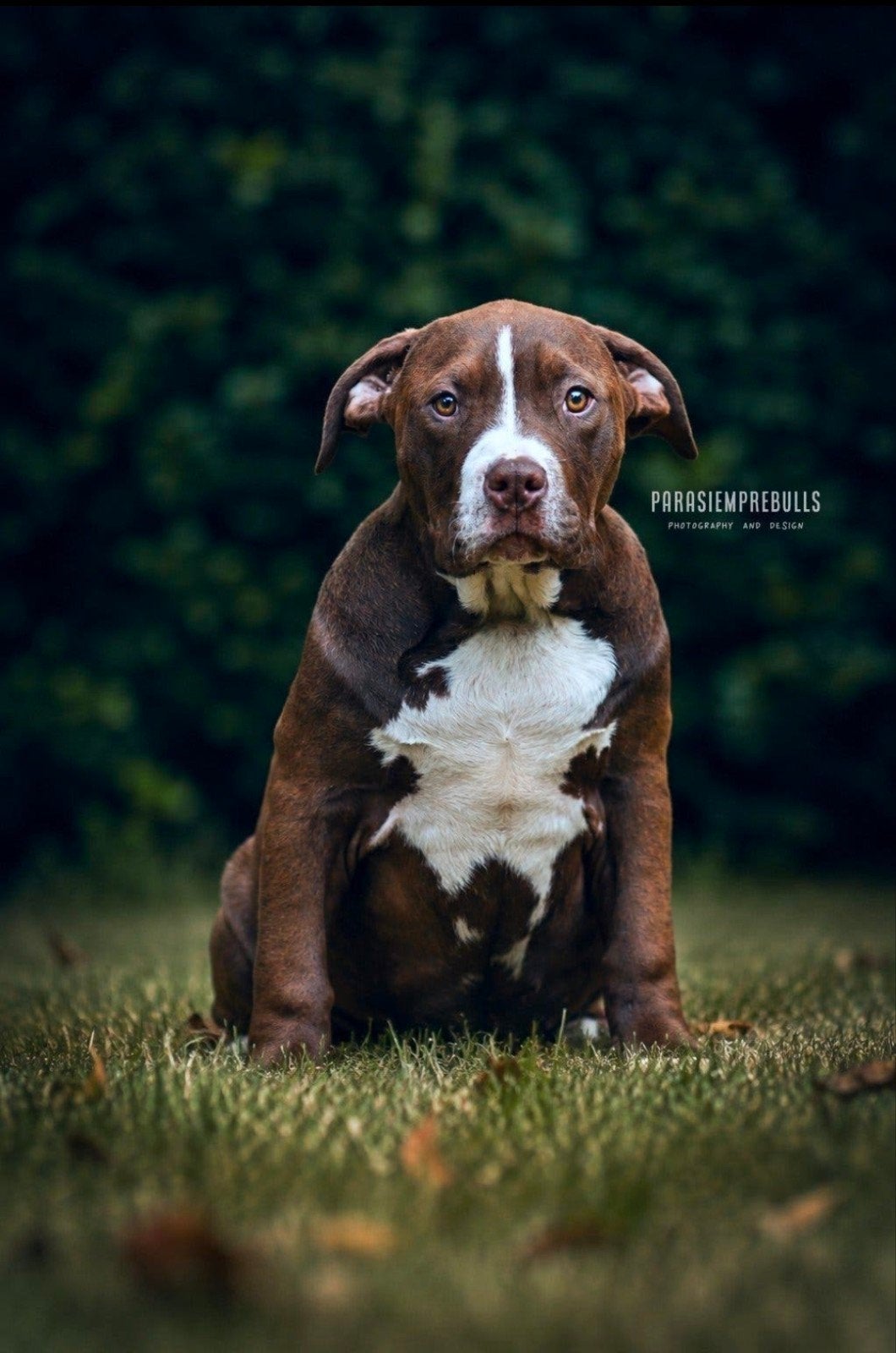 2 prachtige American Bully XL teefjes beschikbaar, Dieren en Toebehoren, België, Fokker | Hobbymatig, 15 weken tot 1 jaar, Teef