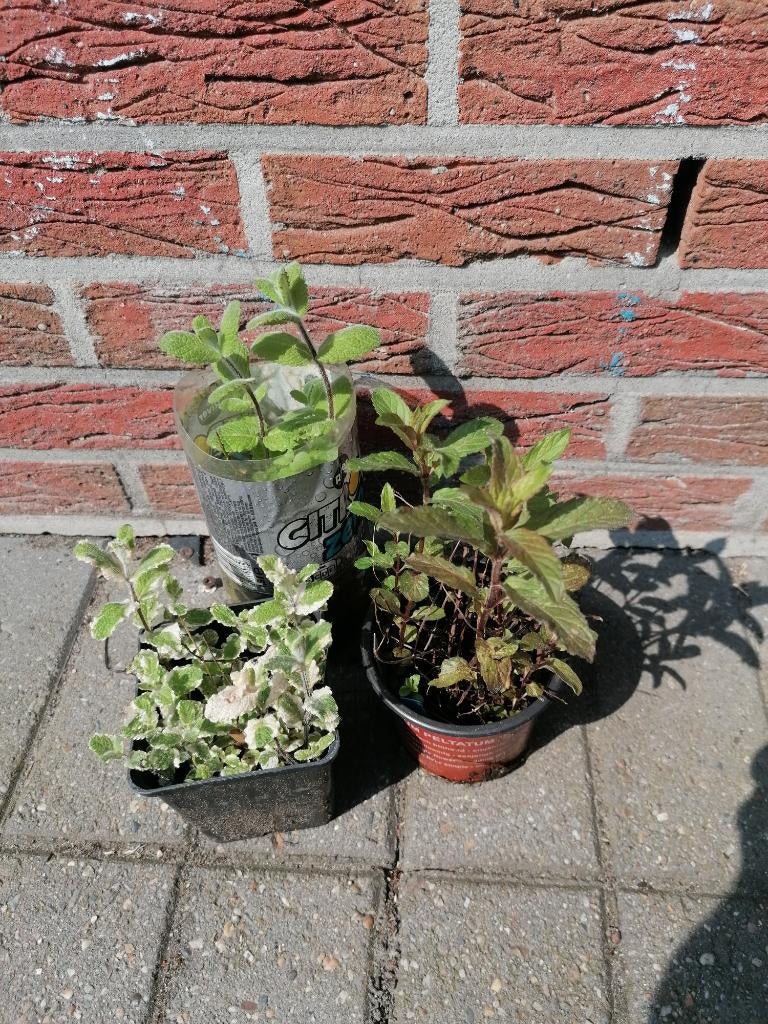 munt soorten, Tuin en Terras, Planten | Tuinplanten, Ophalen, Vaste plant, Halfschaduw, Kruiden