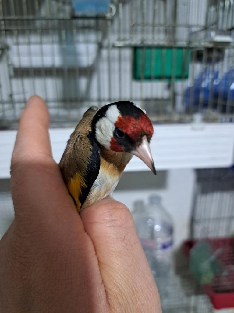 Mâle chardonneret, Mannelijk, Wildzangvogel