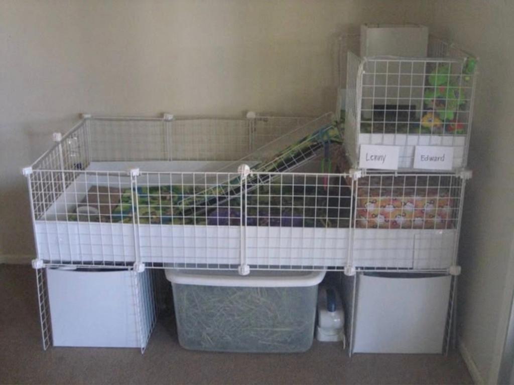 Alles wat je nodig hebt voor twee cavia's, kooi en toebehore, Dieren en Toebehoren, Ophalen, Kooi, 60 tot 90 cm, Cavia