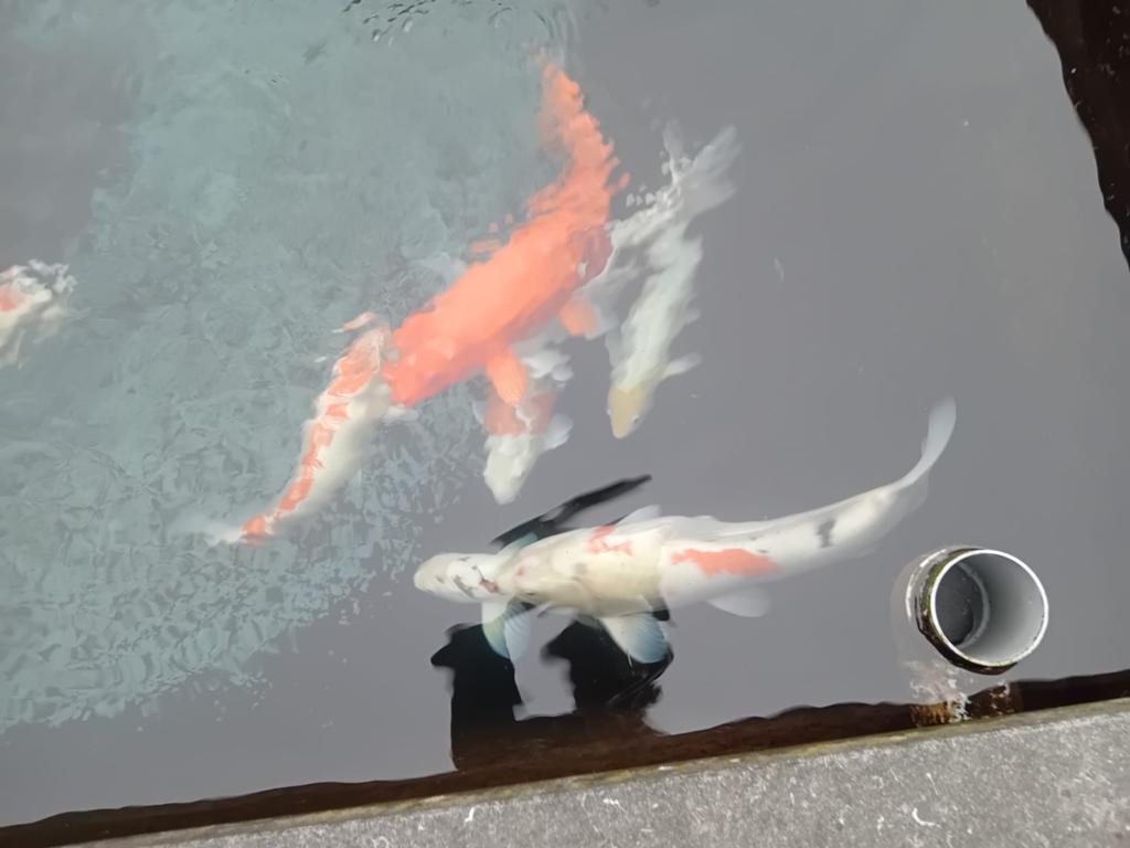 Koi vissen