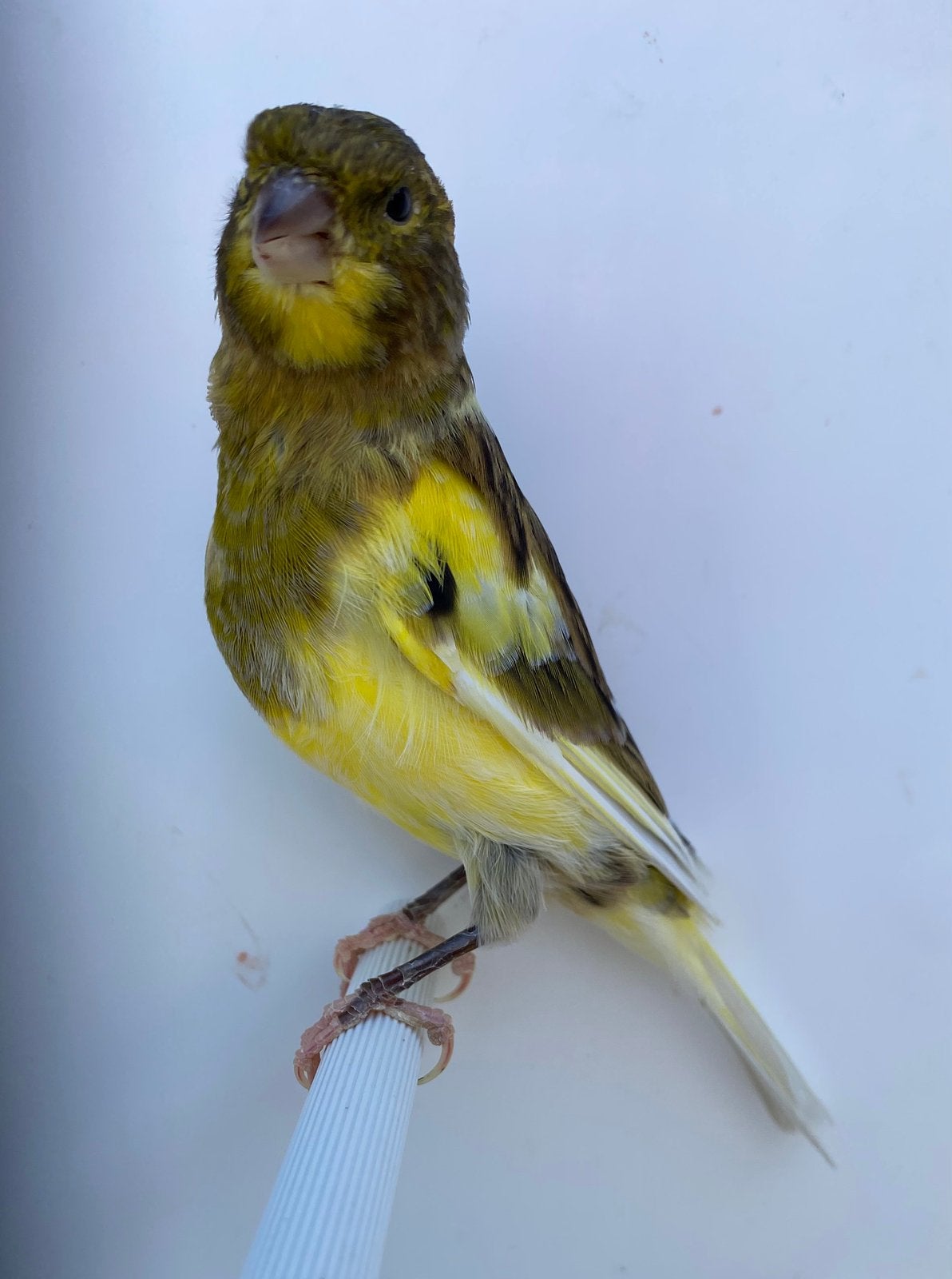 Canari Mâle 2026, Mâle