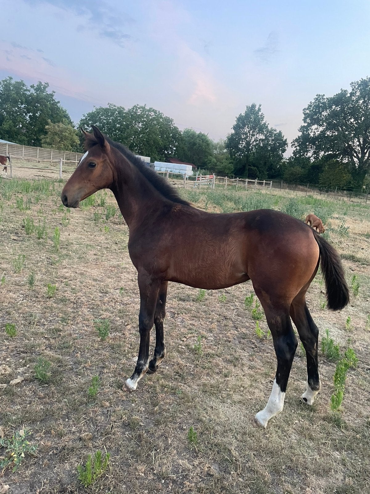 Merrie veulen en hengste veulen, Jument, Ne s'applique pas, Cheval de saut, 0 à 2 ans