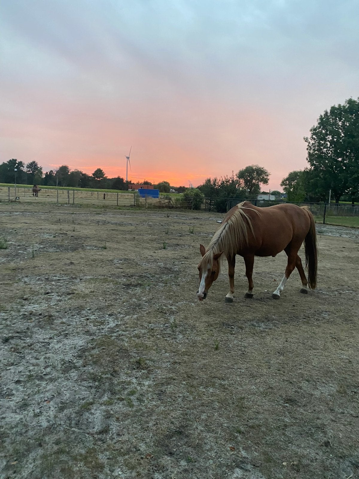 halve stal aangeboden, Animaux & Accessoires