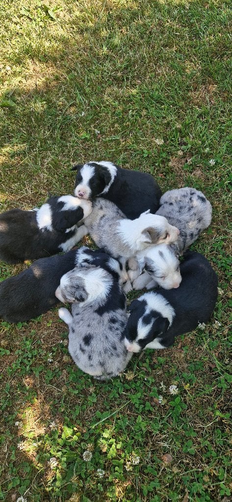 Prachtige bordercollie pups, Dieren en Toebehoren, België, Particulier, Collie, Meerdere