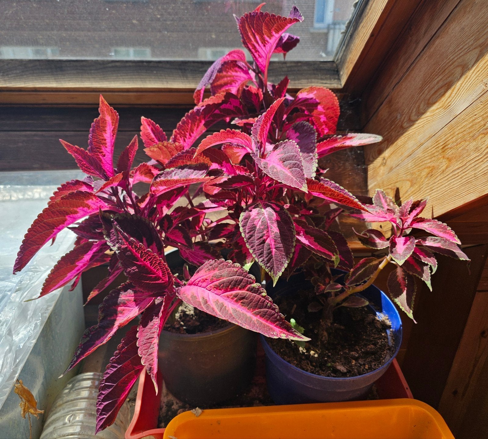 Paarse colleus, Huis en Inrichting, Kamerplanten, Ophalen, In pot, Minder dan 100 cm, Bloeiende kamerplant