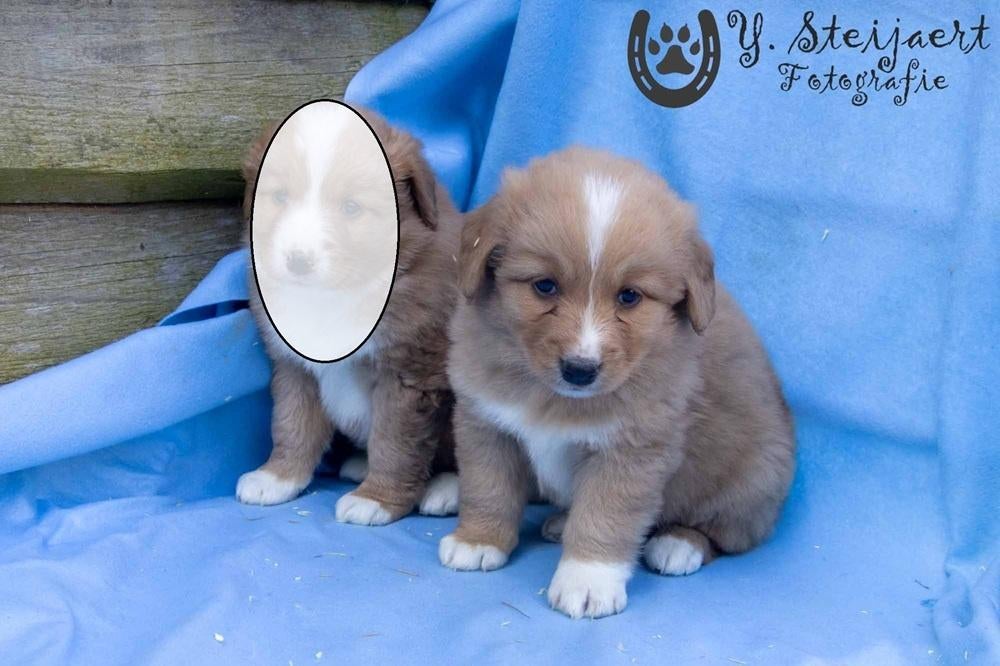 toller pups, beide ouders zijn aanwezig, Parvo, België, 8 tot 15 weken, Eén hond