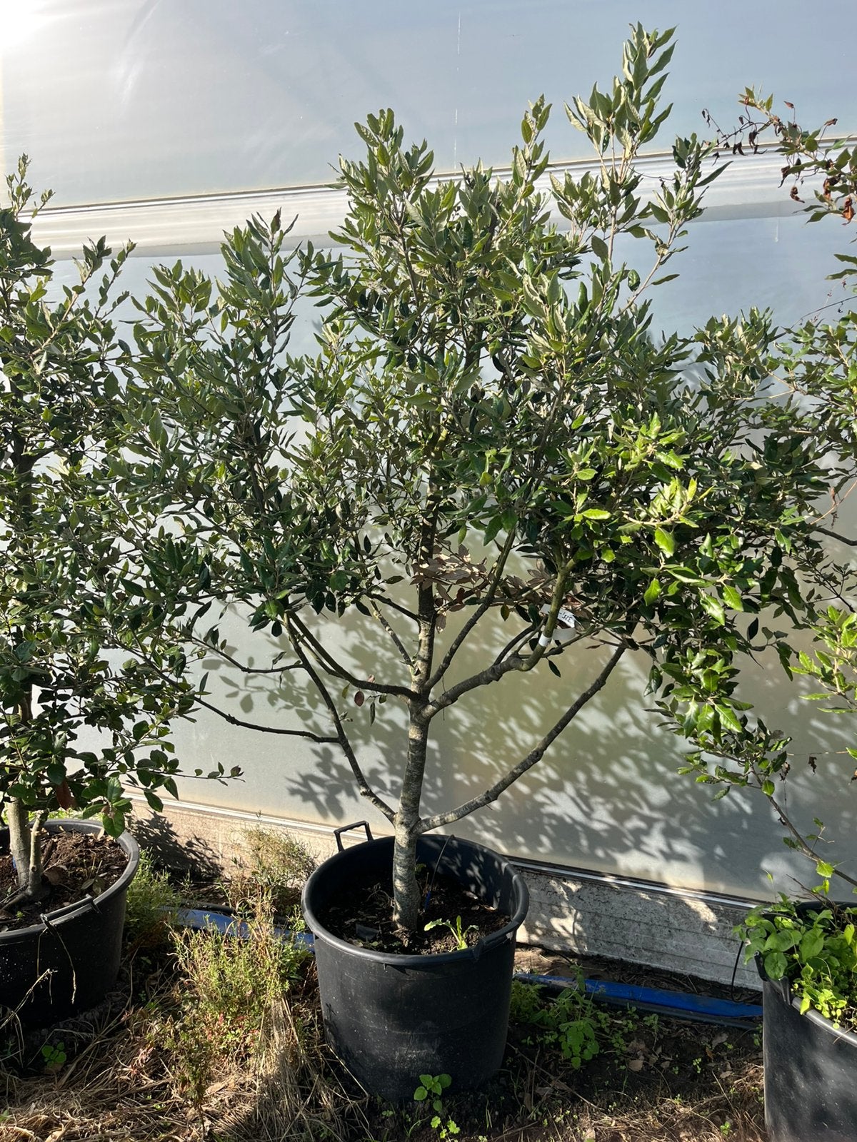 Quercus ilex meerstam, Tuin en Terras, Ophalen
