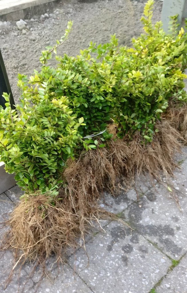 Lonicera planten, Tuin en Terras, Planten | Struiken en Hagen, Ophalen of Verzenden, Struik