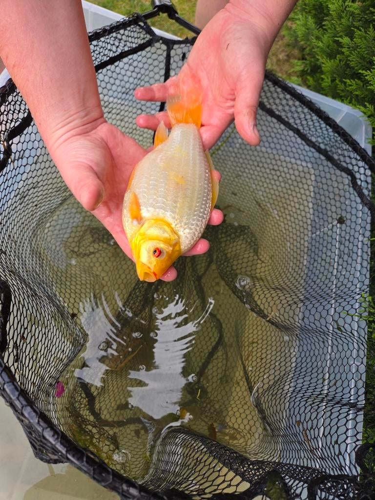 Mooie goudvis 25 cm – eigen kweek, Dieren en Toebehoren