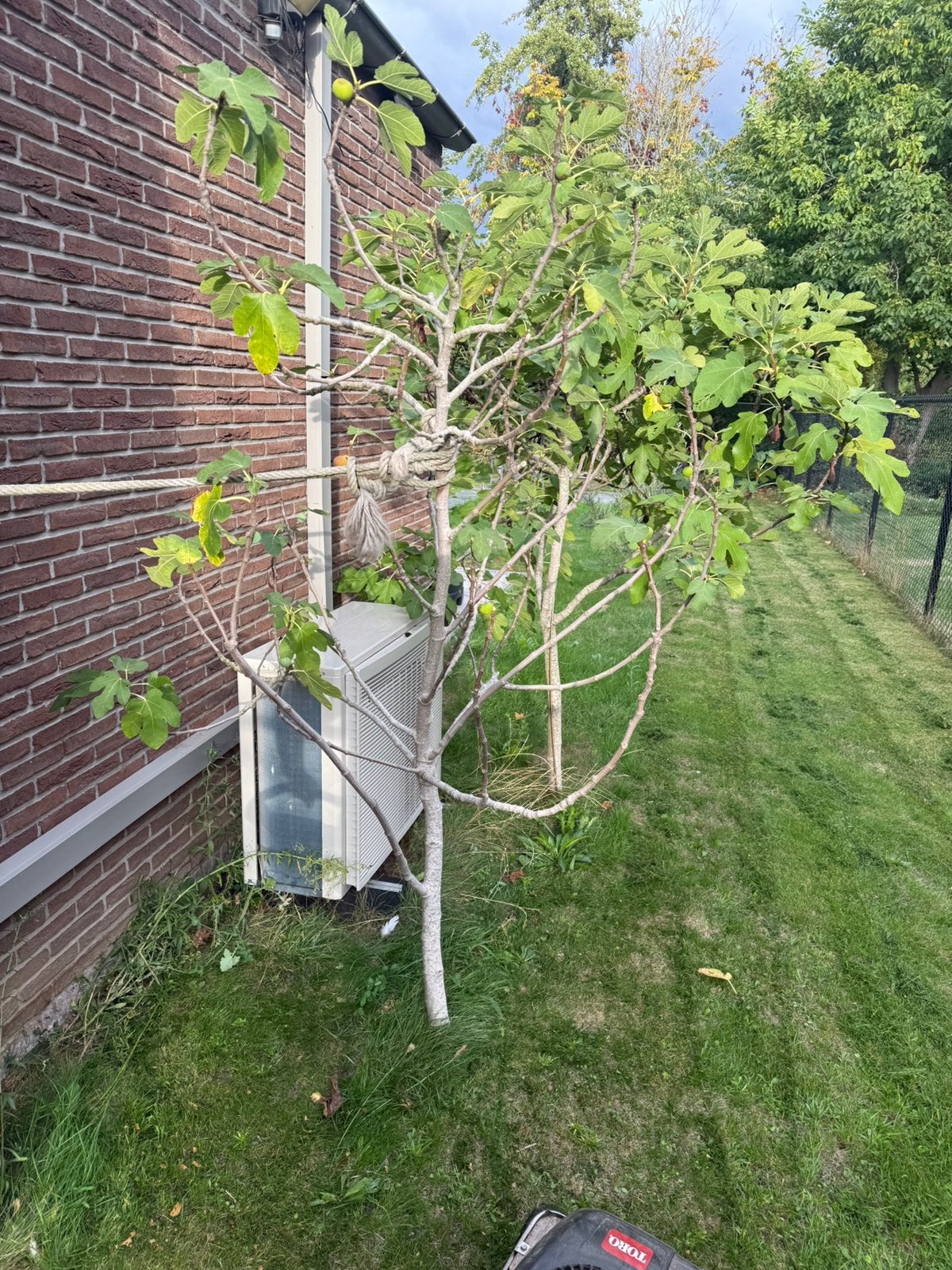 2 volwassen vijgenbomen – vruchtdragend – uit te graven, Ophalen