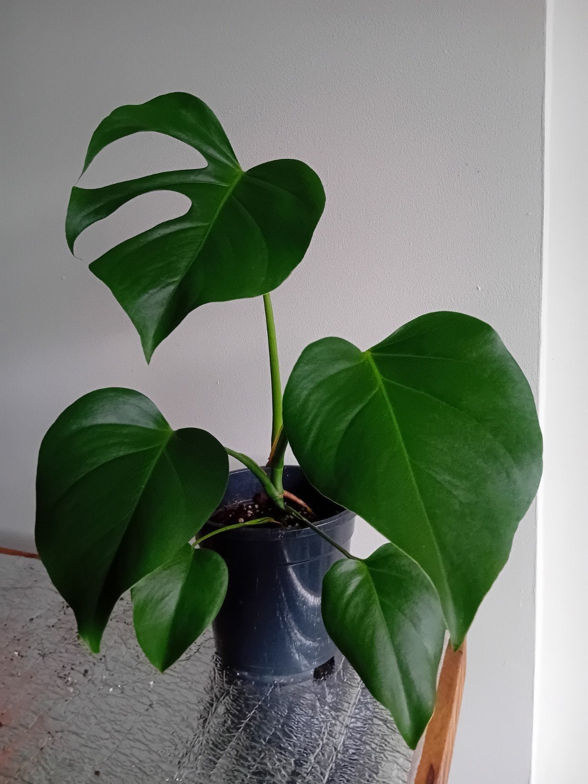 Monstera Deliciosa brazillian form, Autres espèces, En pot, Moins de 100 cm, Enlèvement