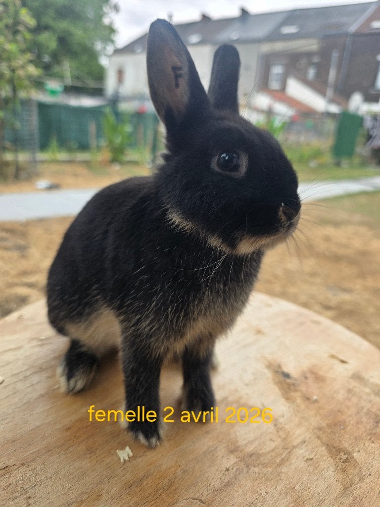 Lapin nain petit disp sur charleroi, Femelle, Petit
