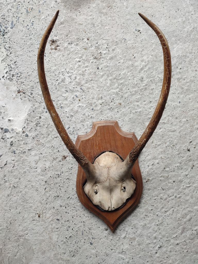 Trophée de chasse - bois/cornes de cerf, Enlèvement ou Envoi, Utilisé, Cerf, Bois ou Tête