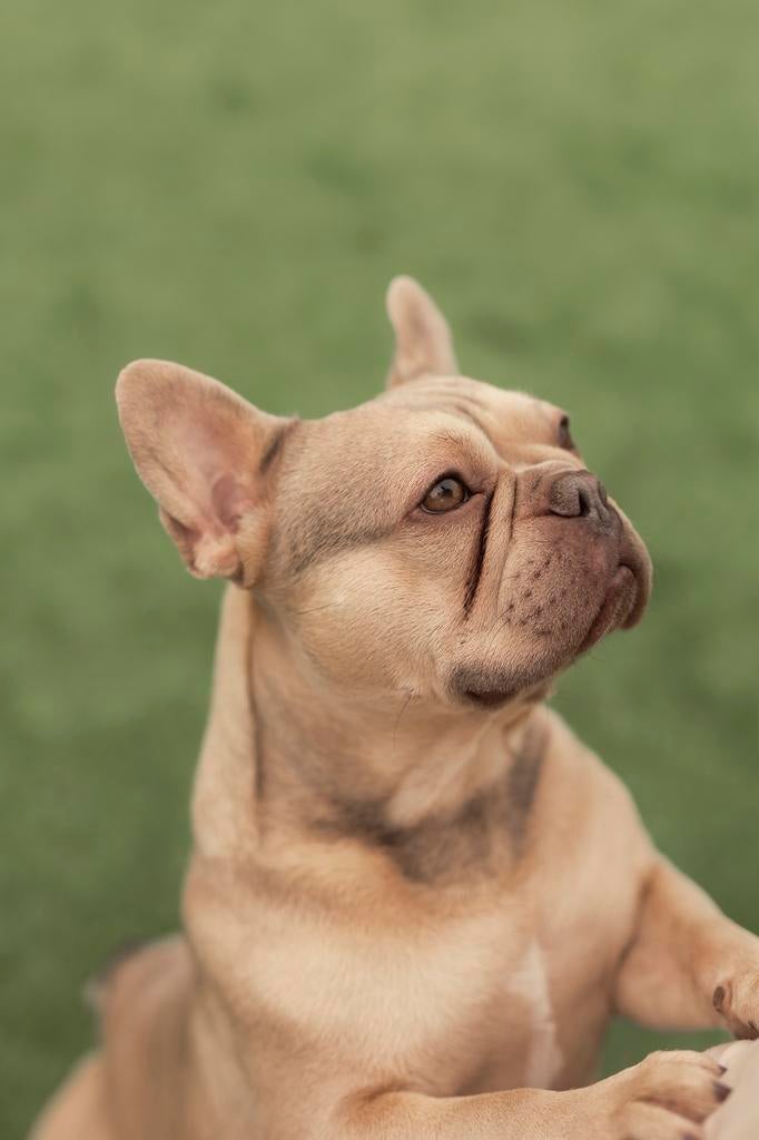Franse Bulldog dekreu, België, Fokker | Hobbymatig, Reu, Eén hond