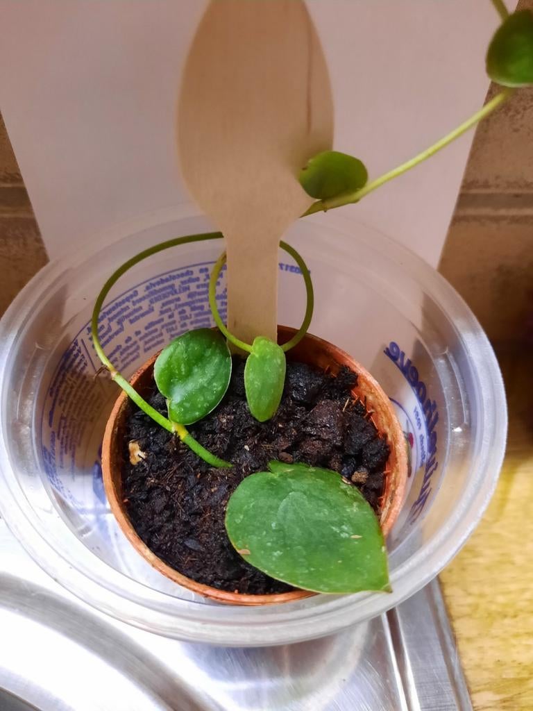 Monstera dubia stekje, Ophalen, Overige soorten, Halfschaduw, In pot