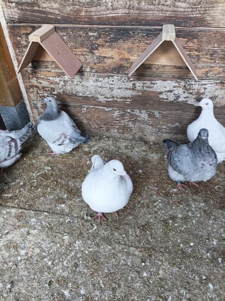 Texan Pioneer Duiven, Dieren en Toebehoren, Pluimvee