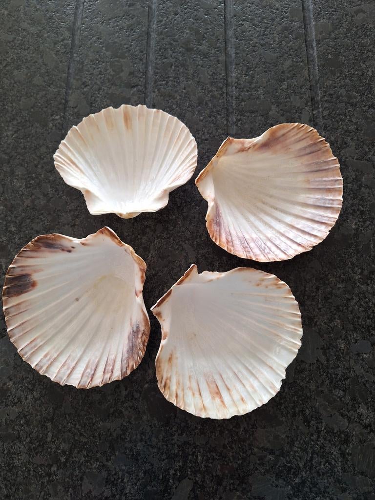 Schelpen voor coquilles, Huis en Inrichting, Keuken | Servies, Ophalen