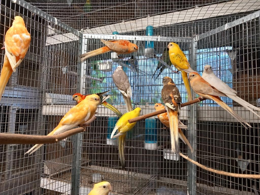 Roodruggen, Animaux & Accessoires, Oiseaux | Perruches & Perroquets, Perruche, Bagué