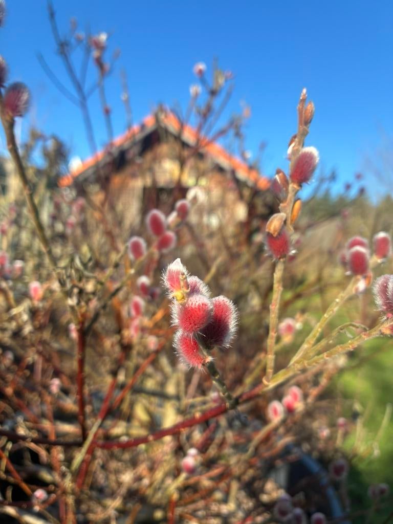 Salix mount aso, Tuin en Terras, Ophalen