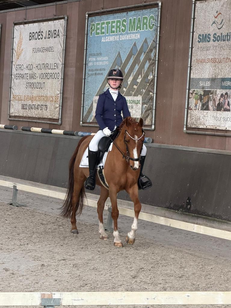 Prachtige D pony te koop, Cheval de dressage, M, Moins de 160 cm, Jument