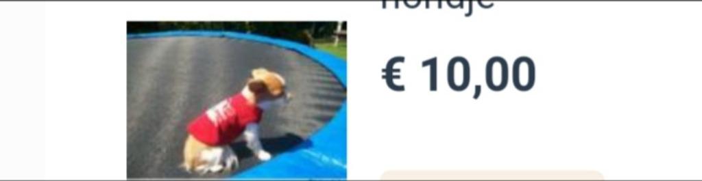 T-shirt voor mini hondje, Enlèvement ou Envoi, Comme neuf