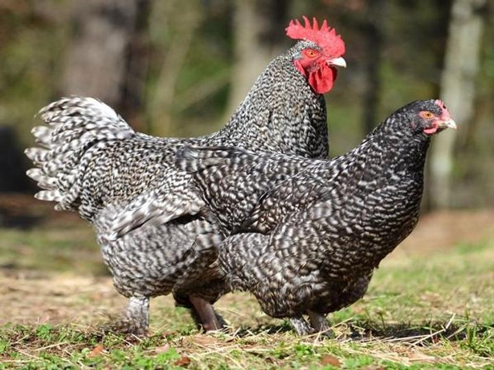 mechelse koek haan, Dieren en Toebehoren, Pluimvee