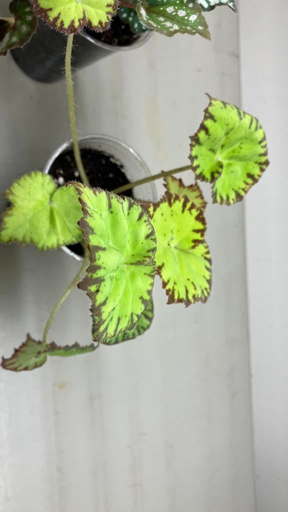 Begonia, Ophalen of Verzenden