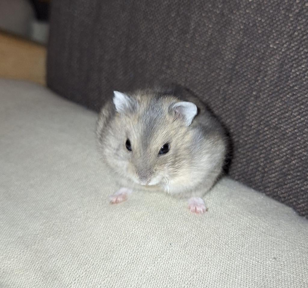Tamme dwerghamsters, Dieren en Toebehoren, Hamster, December, Meerdere dieren, Tam